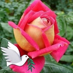 Meet your Posher, Joyce ann